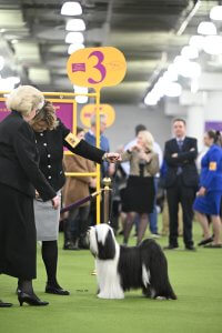 Sig at Westminster